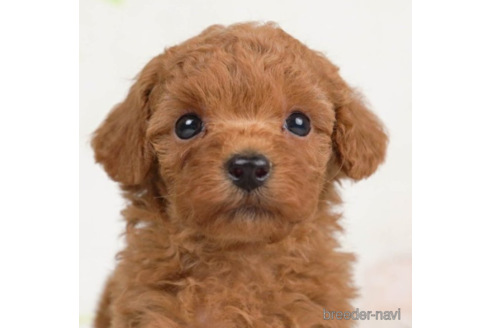 成約済の千葉県のトイプードル-226448の1枚目